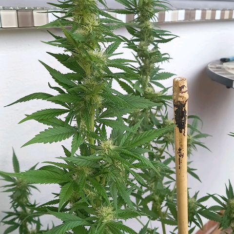 Purple Bud growlog photo: Klon 1 swazzing, Klon 2 ohne training