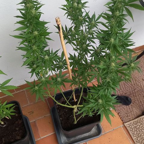Purple Bud growlog photo: Klon 1 swazzing, Klon 2 ohne training