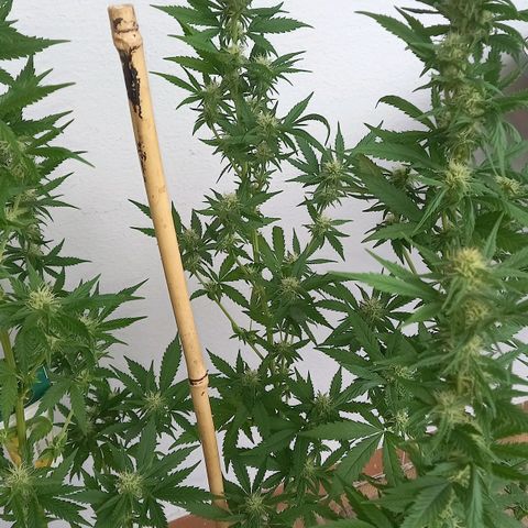 Purple Bud growlog photo: Klon 1 swazzing, Klon 2 ohne training