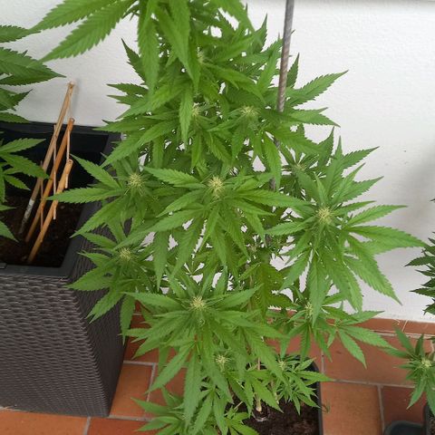 Purple Bud growlog photo: Klon 1 swazzing, Klon 2 ohne training
