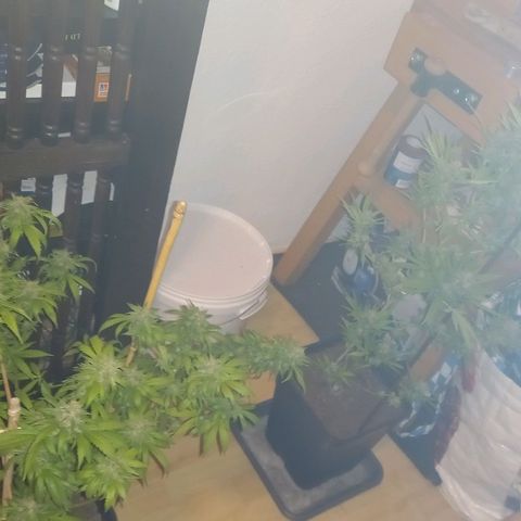 Purple Bud growlog photo: Klon 1 und 2 vor ernte