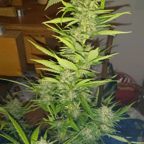 Purple Bud growlog photo: Klon 1 und 2 vor ernte