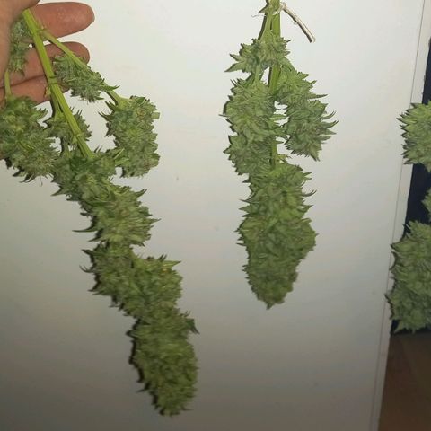 Purple Bud growlog photo: Klon 1 und 2 vor ernte