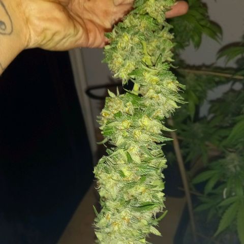 Purple Bud growlog photo: Klon 1 und 2 vor ernte