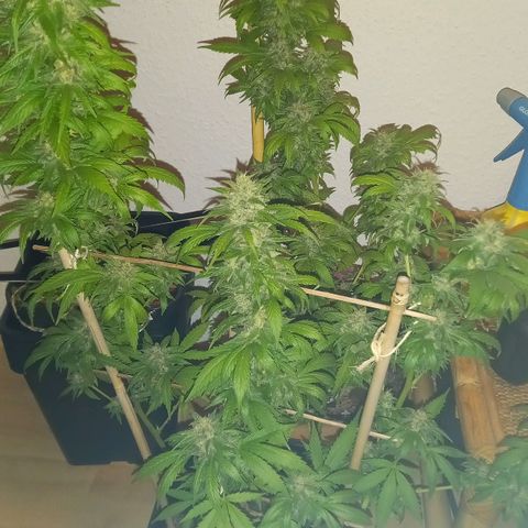Purple Bud growlog photo: Klon 1 und 2 vor ernte