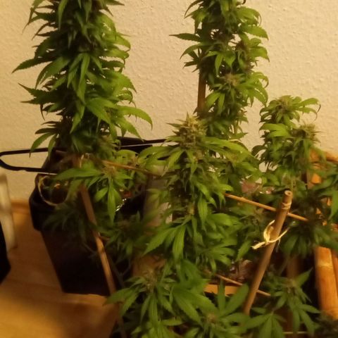 Purple Bud growlog photo: Klon 1 und 2 vor ernte