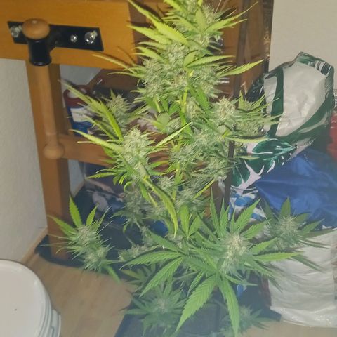 Purple Bud growlog photo: Klon 1 und 2 vor ernte