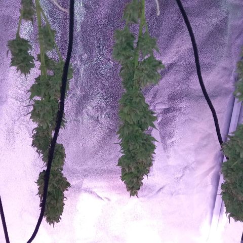 Purple Bud growlog photo: Klon 1 und 2 vor ernte