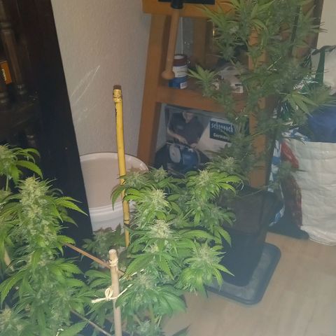 Purple Bud growlog photo: Klon 1 und 2 vor ernte