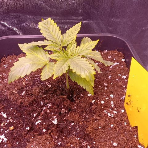 Green Gelato growlog timeline photo