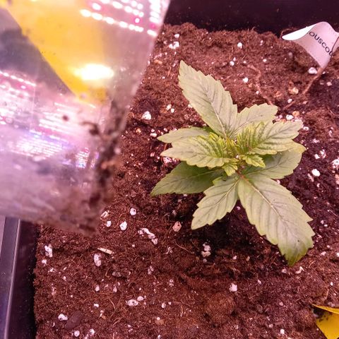 Critical growlog timeline photo