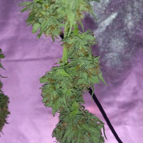 Purple Bud growlog timeline photo