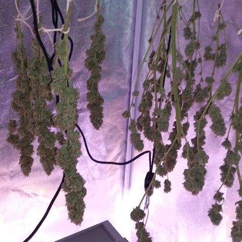Purple Bud growlog timeline photo