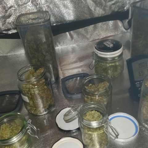 Purple Bud growlog timeline photo