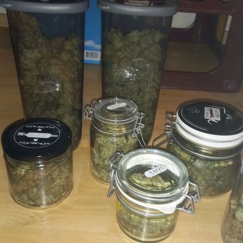 Purple Bud growlog timeline photo