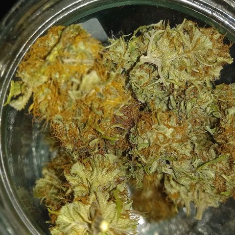 Purple Bud growlog timeline photo