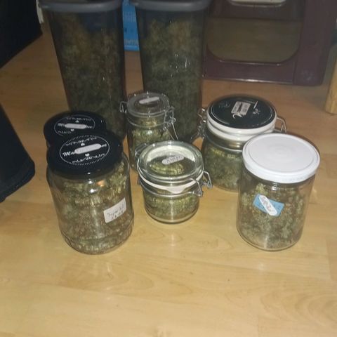 Purple Bud growlog timeline photo