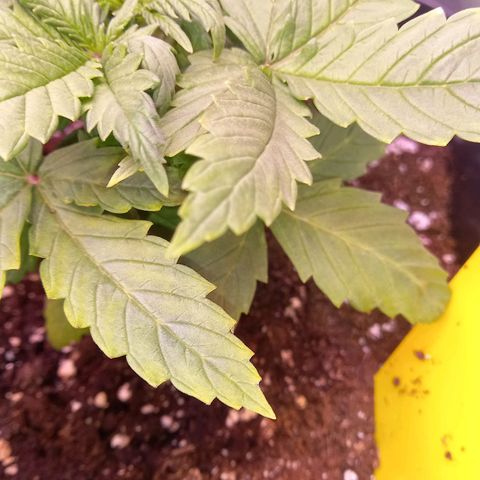 Green Gelato growlog timeline photo