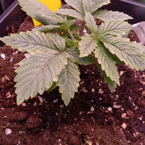 Critical growlog timeline photo