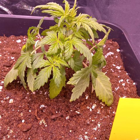 Green Gelato growlog timeline photo