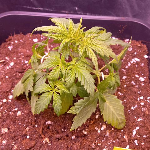 Green Gelato growlog timeline photo