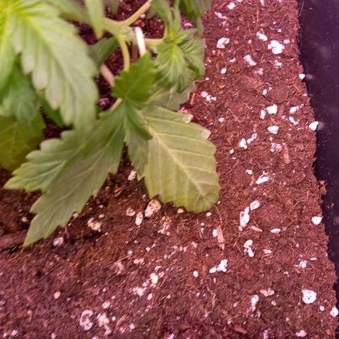 Green Gelato growlog timeline photo