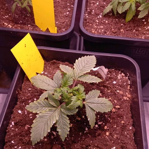 Critical growlog timeline photo