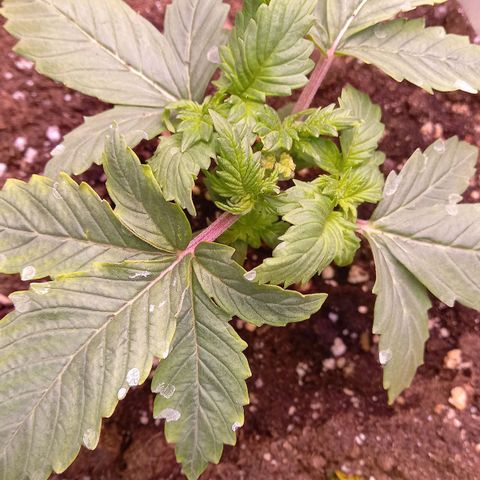 Critical growlog timeline photo