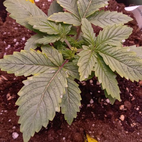 Critical growlog timeline photo