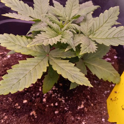 Green Gelato growlog timeline photo