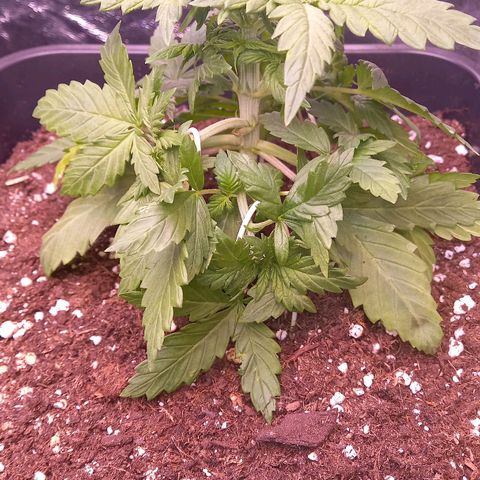Green Gelato growlog photo: Spricht gut auf Training an