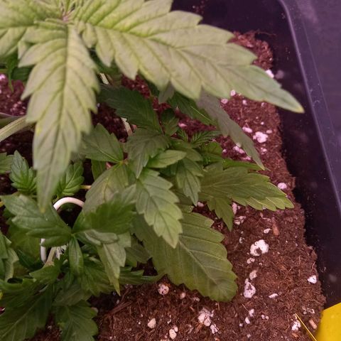 Green Gelato growlog photo: Spricht gut auf Training an