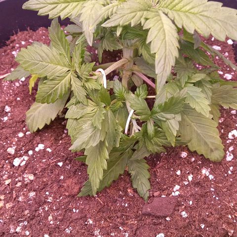 Green Gelato growlog photo: Spricht gut auf Training an