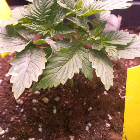 Critical growlog photo: Topping gut verkraftet
