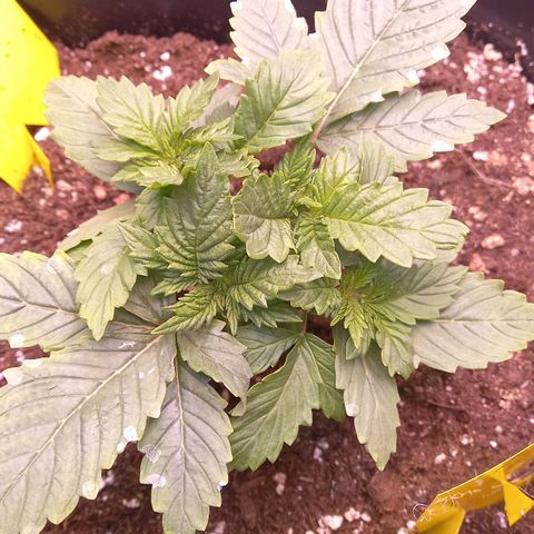 Critical growlog photo: Topping gut verkraftet
