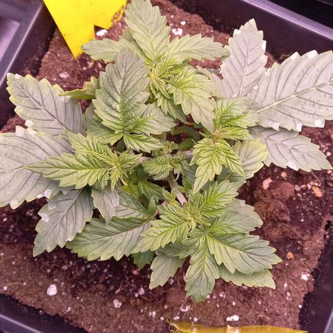 Critical growlog timeline photo