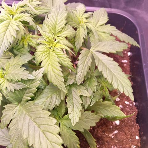 Green Gelato growlog timeline photo