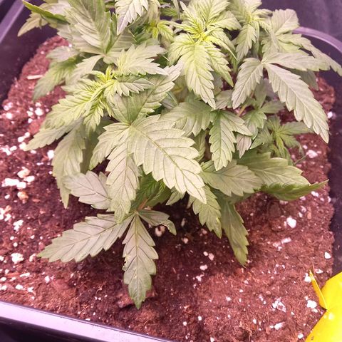 Green Gelato growlog timeline photo