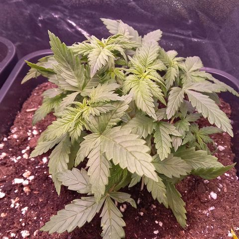 Green Gelato growlog timeline photo