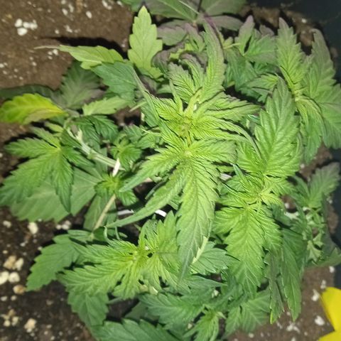 Green Gelato growlog timeline photo