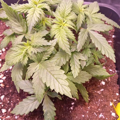 Green Gelato growlog timeline photo