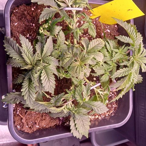 Critical growlog timeline photo