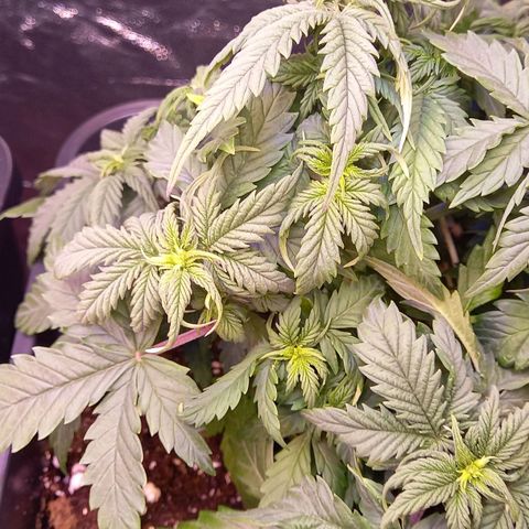 Green Gelato growlog timeline photo