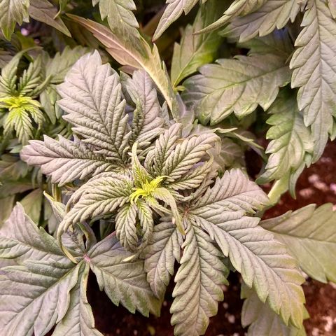 Green Gelato growlog timeline photo