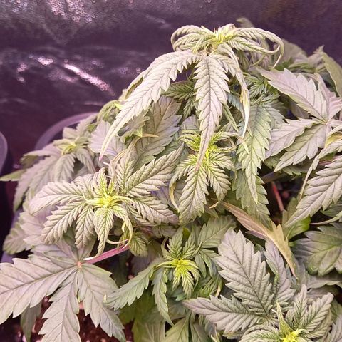 Green Gelato growlog timeline photo