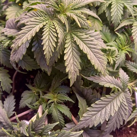 Critical growlog timeline photo
