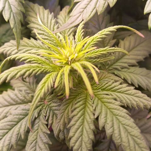 Green Gelato growlog timeline photo