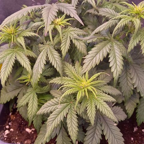 Green Gelato growlog timeline photo