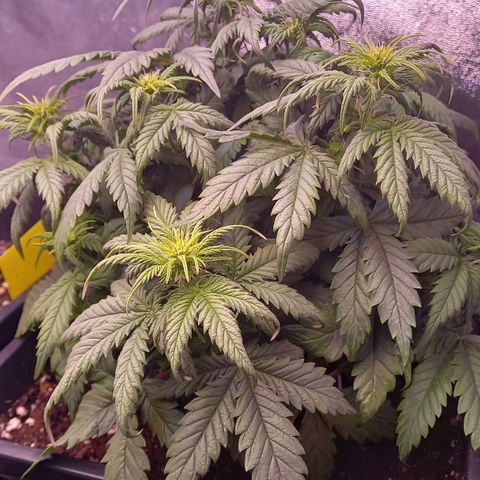 Green Gelato growlog timeline photo