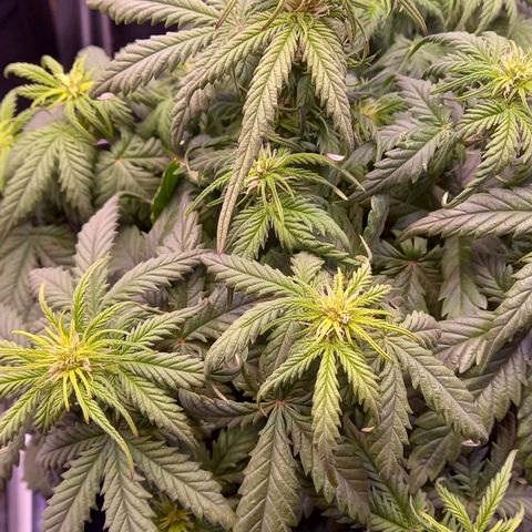 Green Gelato growlog timeline photo
